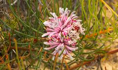 Pflanze im Cape Le Grange NP