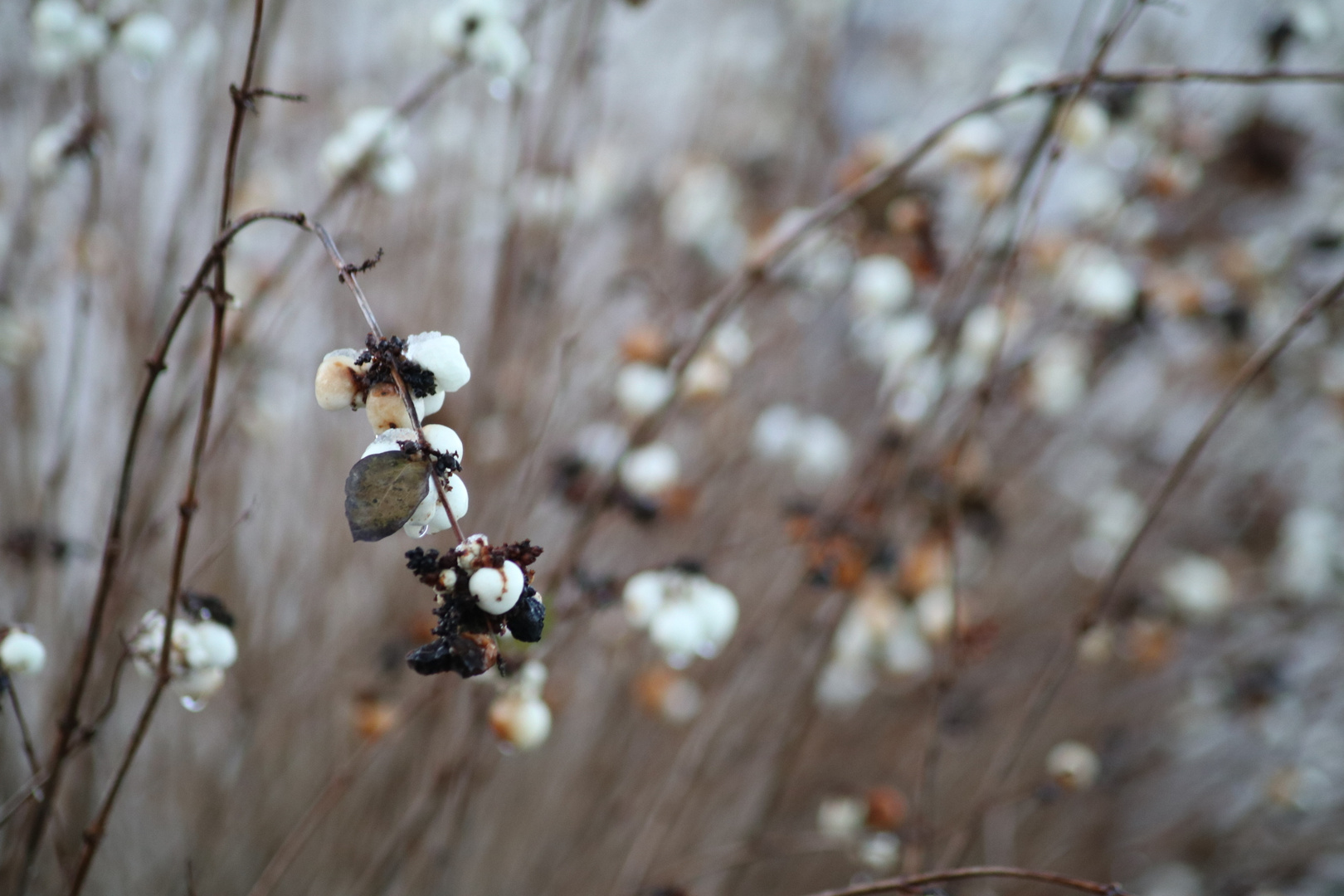 Pflanze im Dezember 