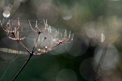 Pflanze im frühen Morgen