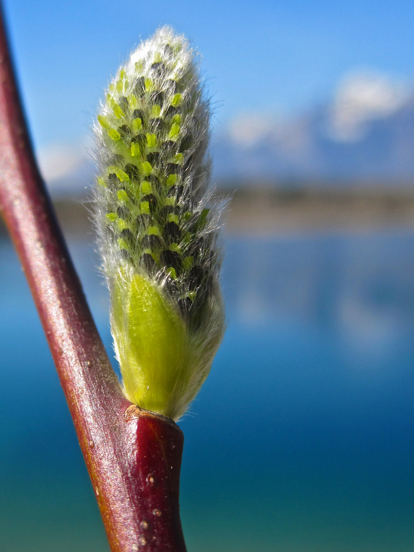 Pflanze im Frühling