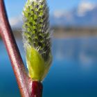 Pflanze im Frühling