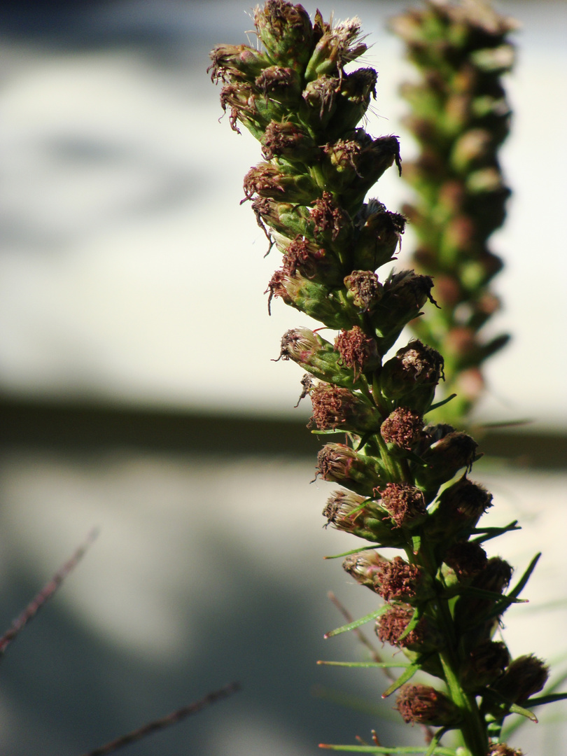 Pflanze im Garten