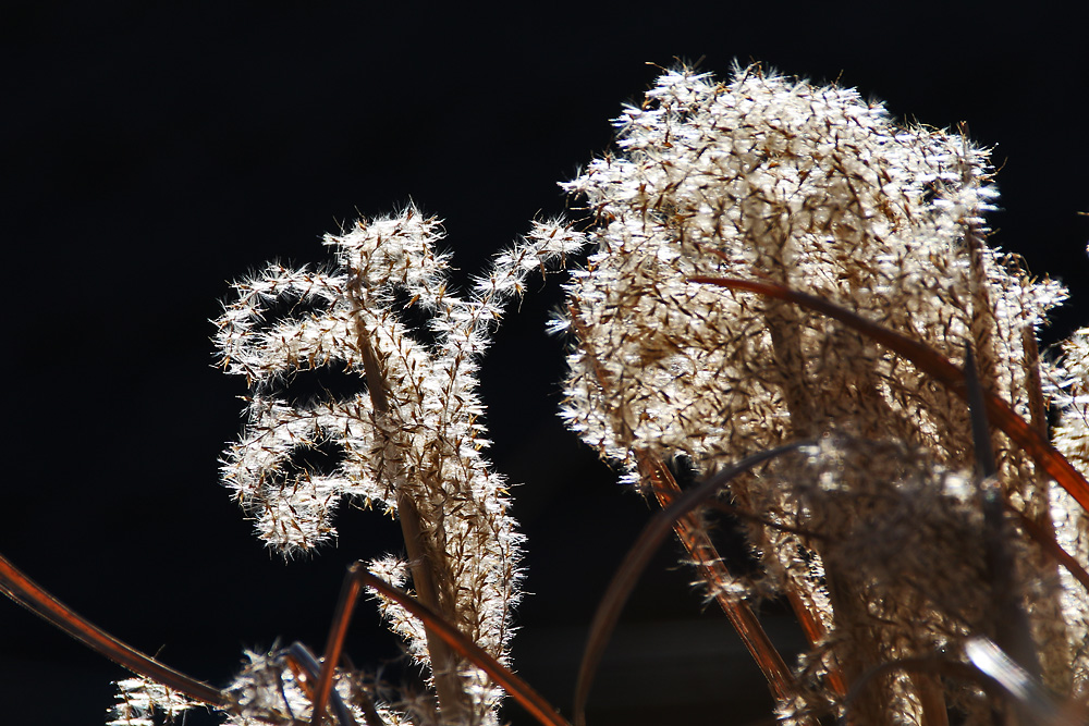 Pflanze im Gegenlicht 