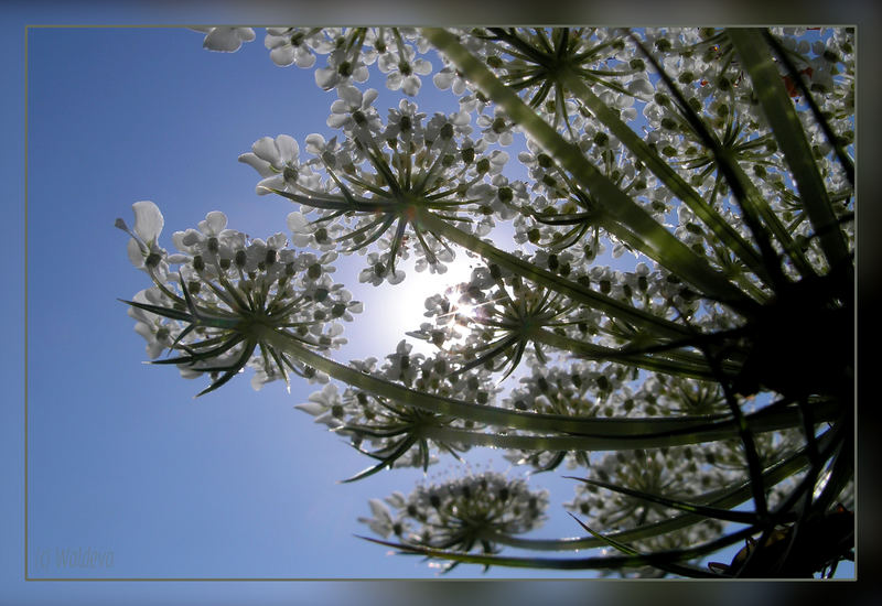 Pflanze im Gegenlicht