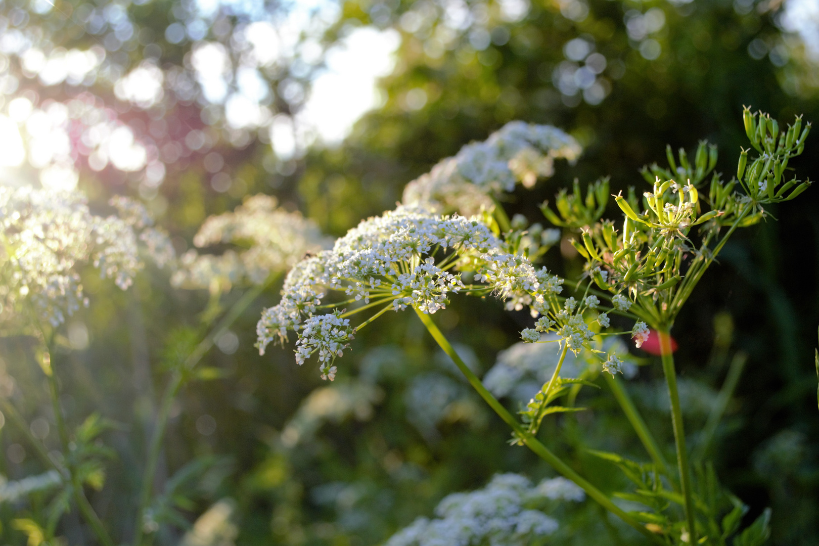 Pflanze im Morgenlicht