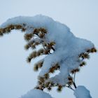 Pflanze im Schnee mit weißem Bokeh