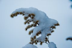 Pflanze im Schnee mit weißem Bokeh