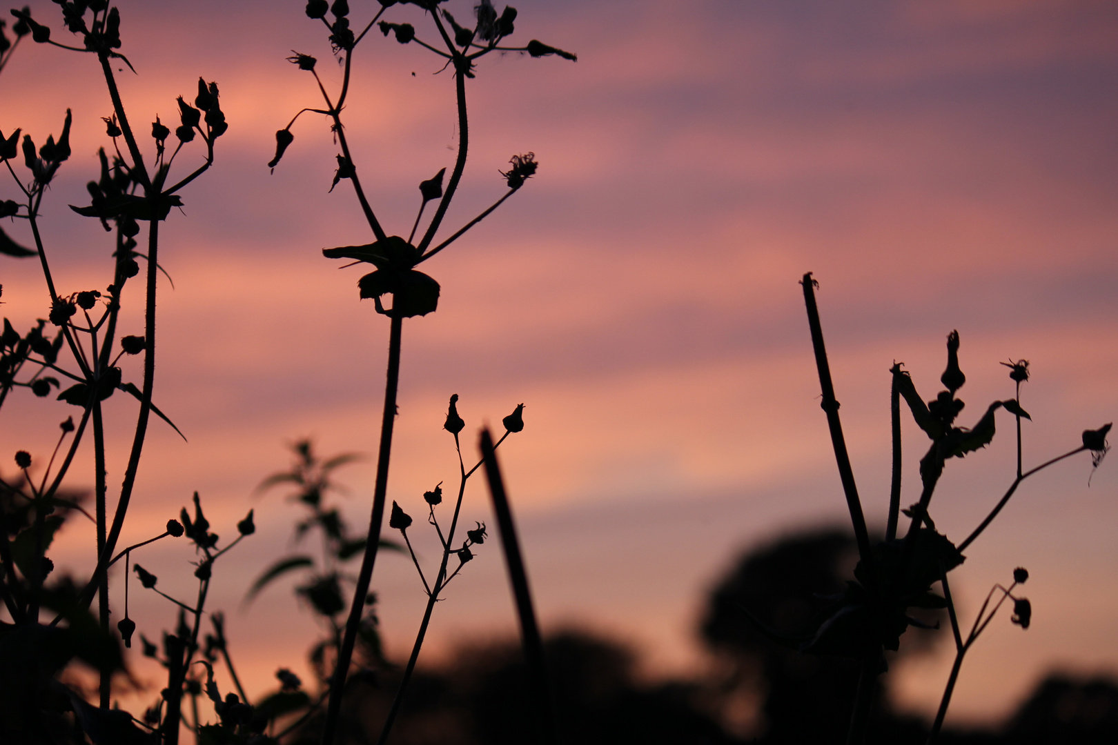 Pflanze im Sonnenuntergang