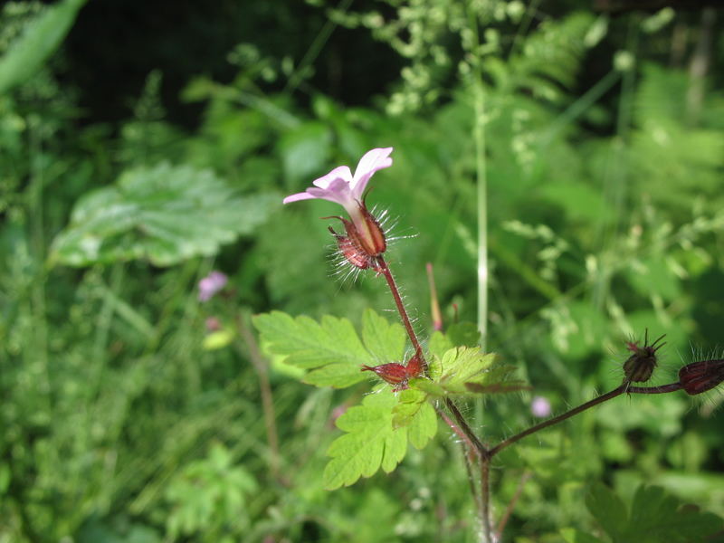 Pflanze im Wald