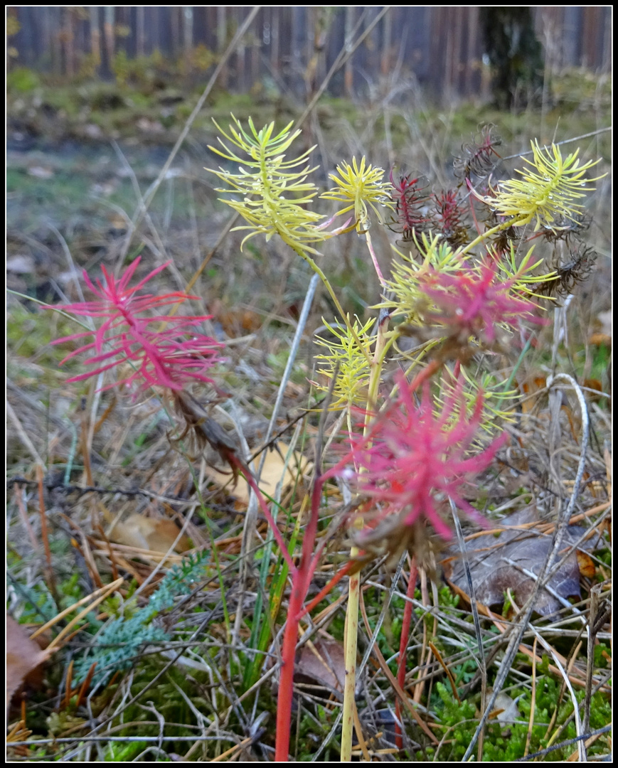 Pflanze im Wald