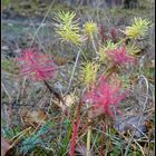 Pflanze im Wald