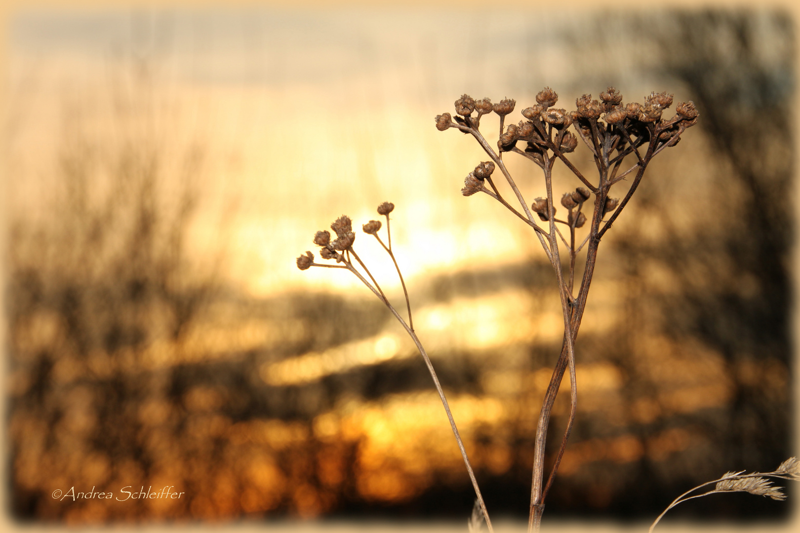 Pflanze im Winter