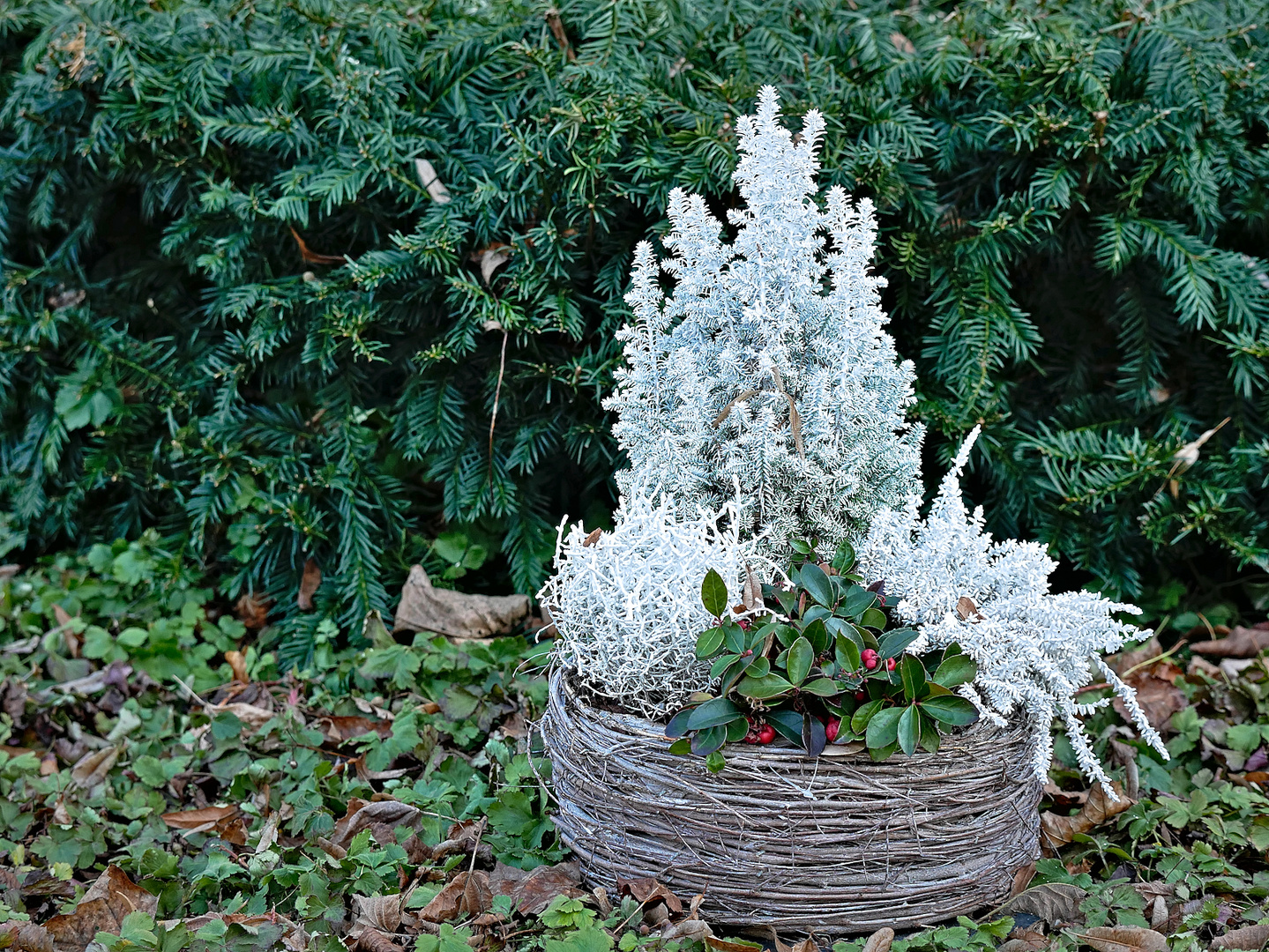 Pflanze im Winter auf unserem Friedhof