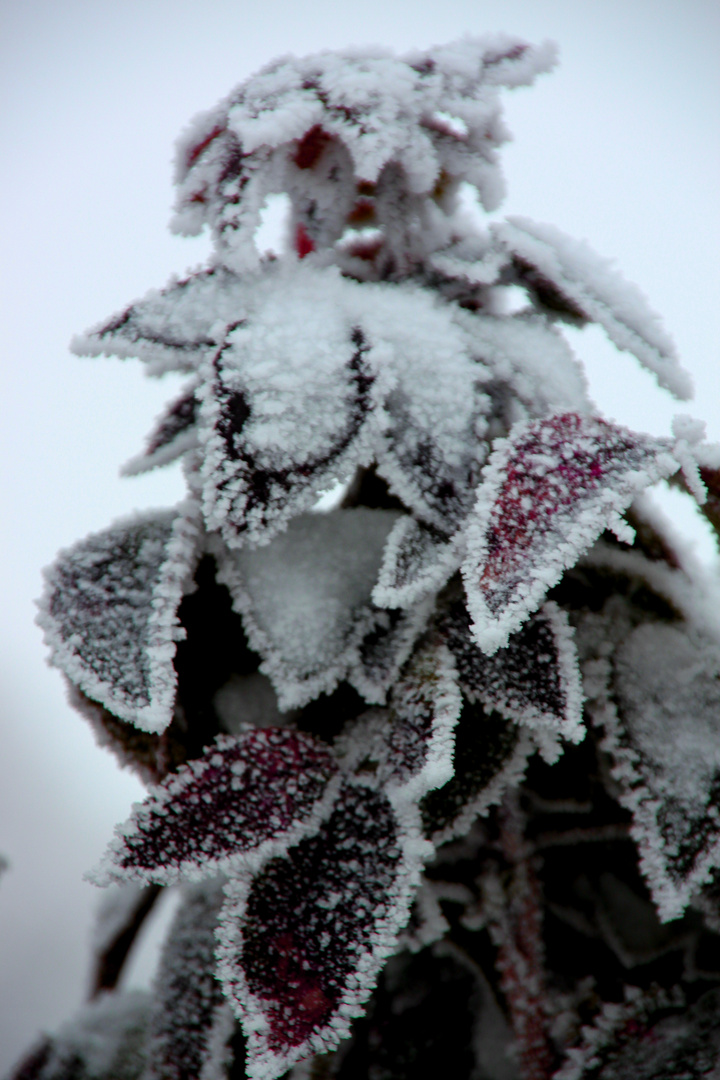 Pflanze im Winterschlaf