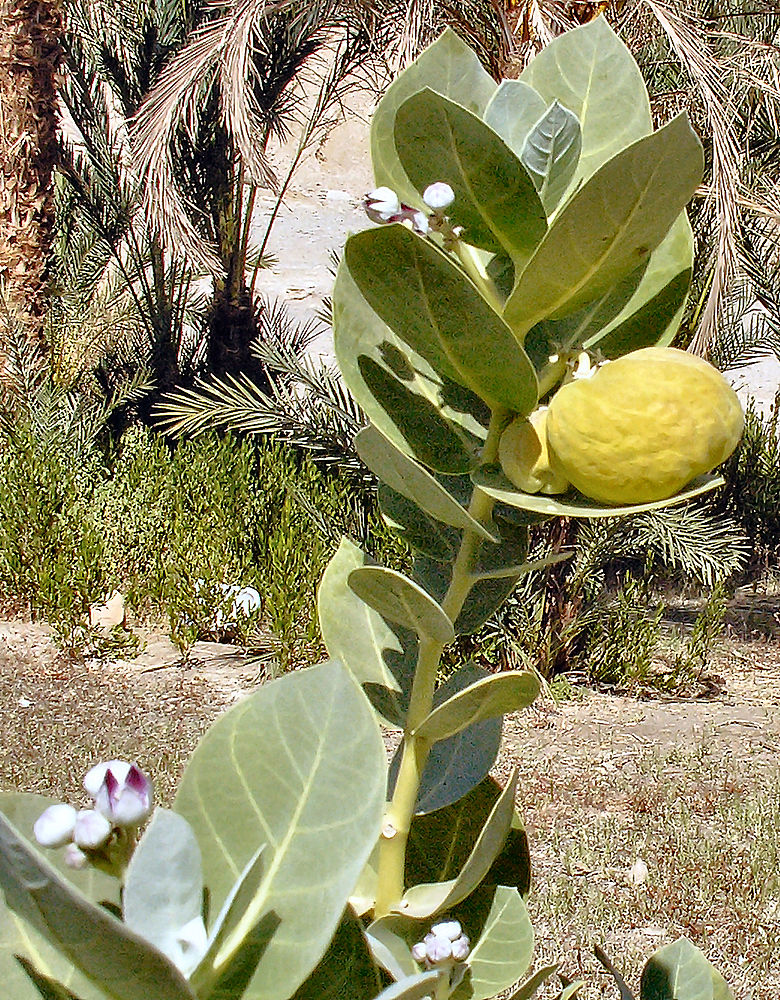 Pflanze in Ägypten