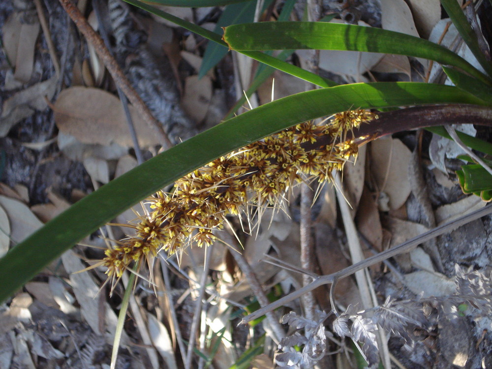 Pflanze in Australien