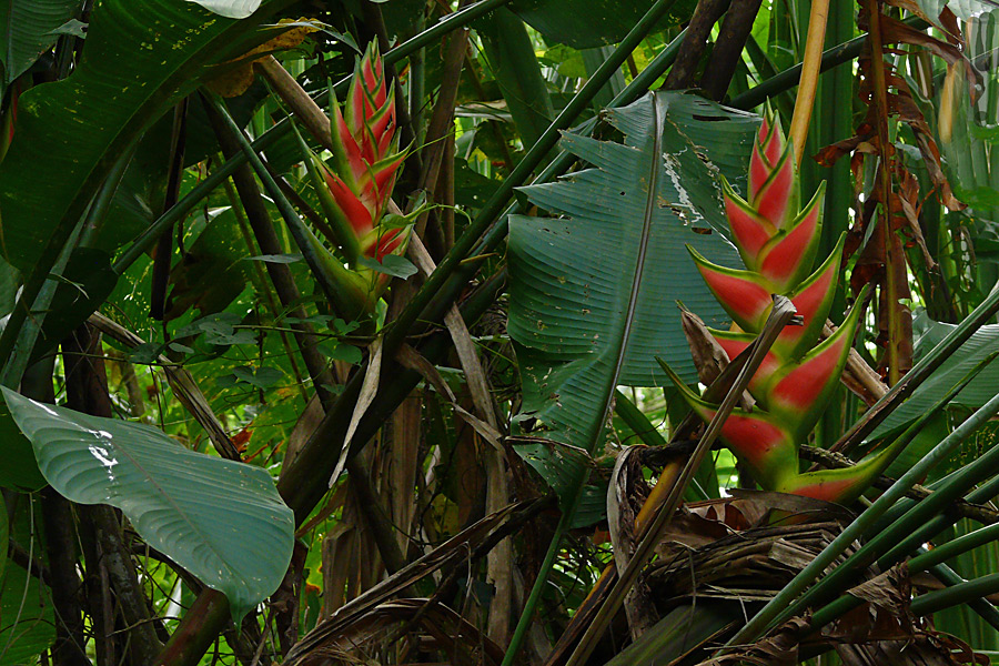 Pflanze in Costa Rica