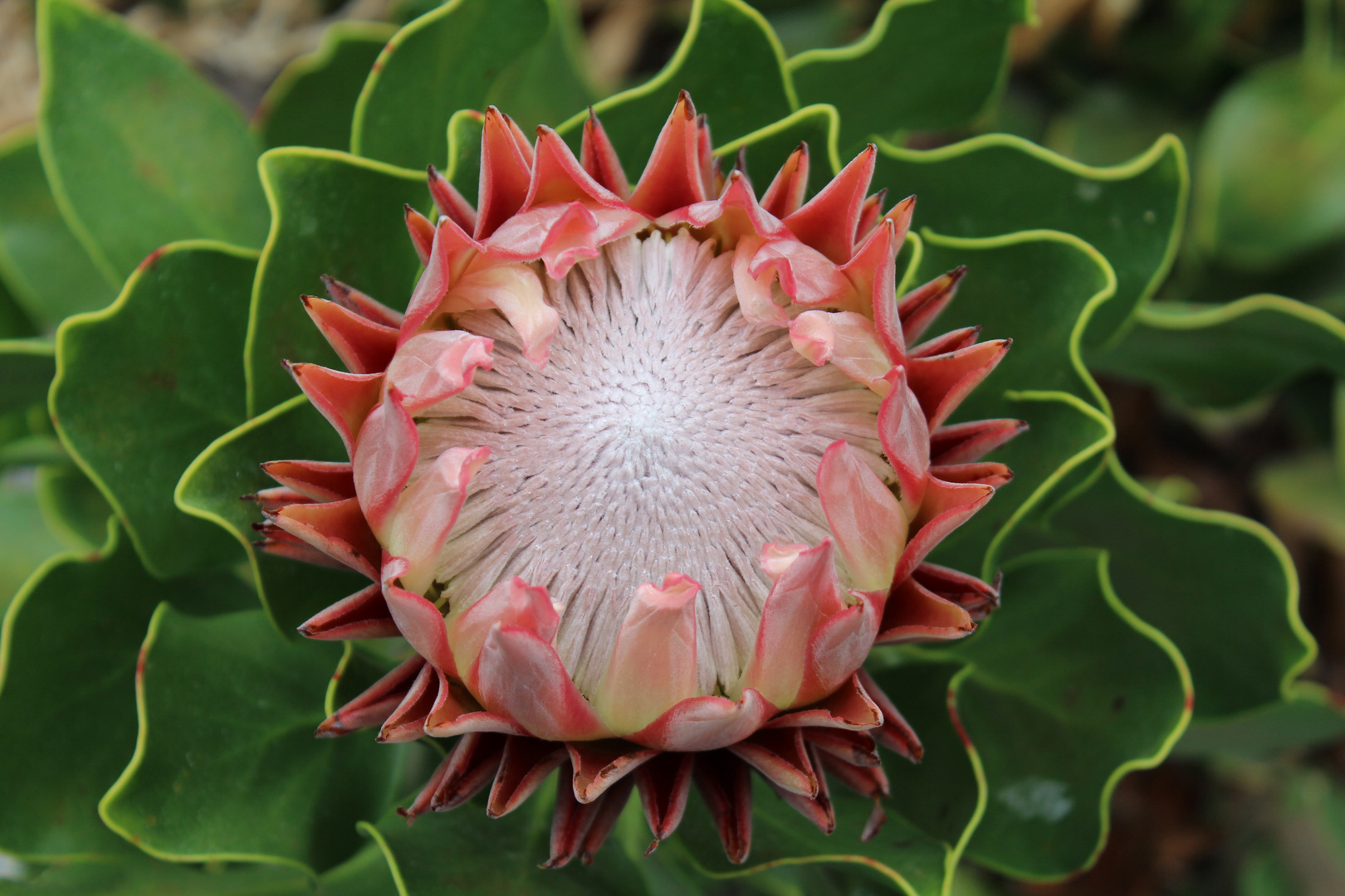 Pflanze in der Kuppel des Botanischen Gartens