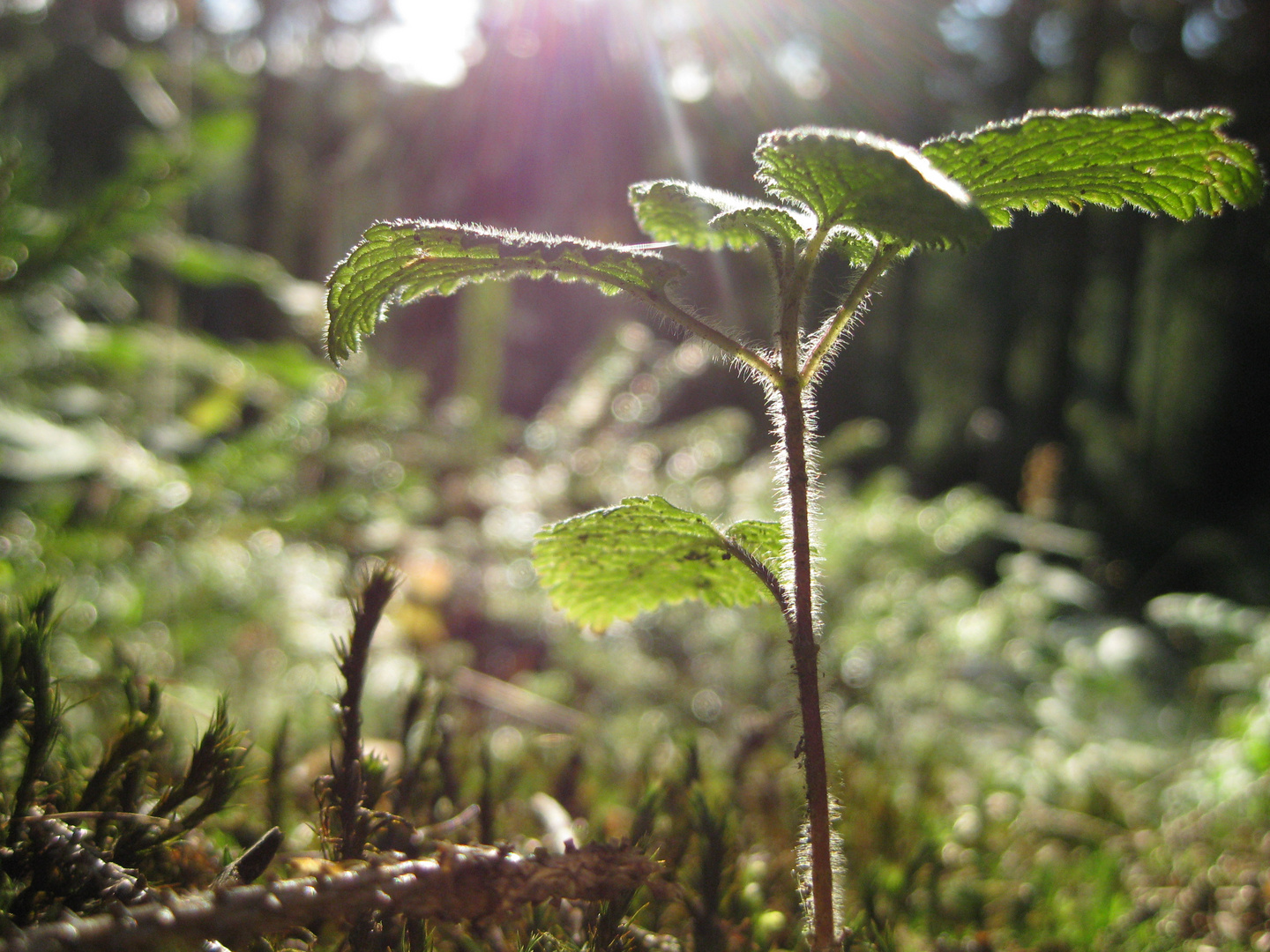 Pflanze in der Sonne