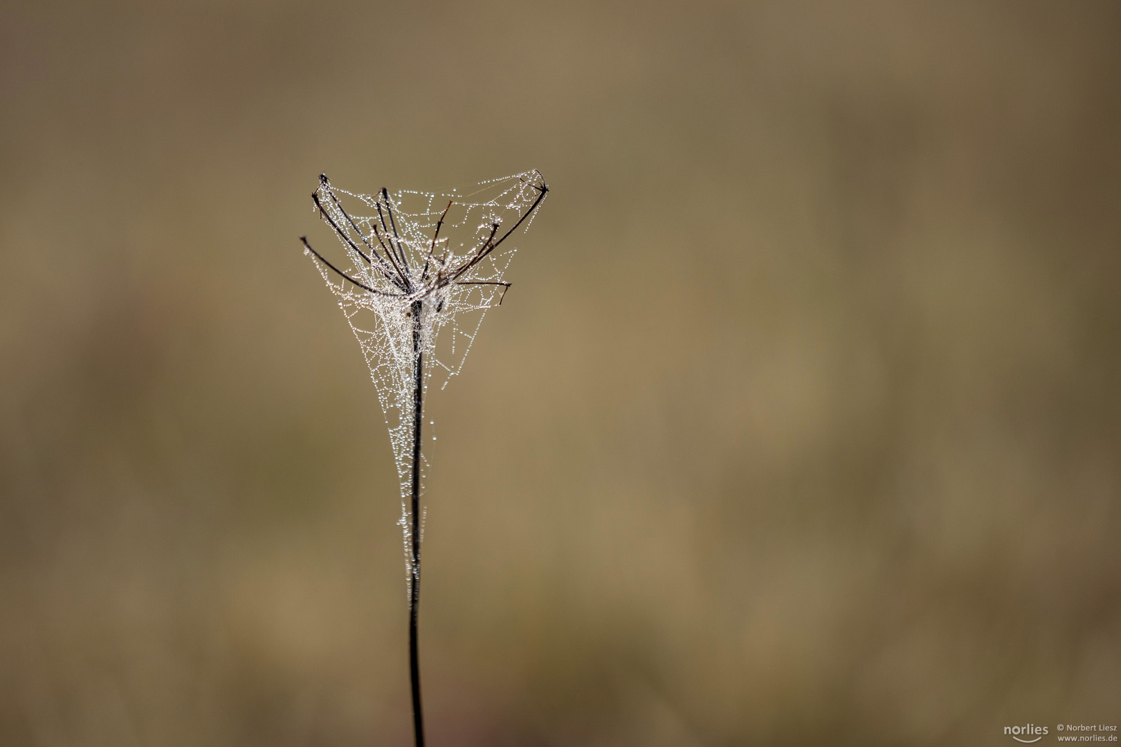 Pflanze mit Spinnennetz