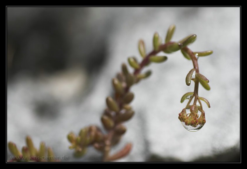 Pflanze mit Wassertropfen