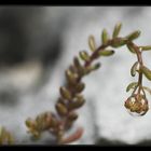 Pflanze mit Wassertropfen