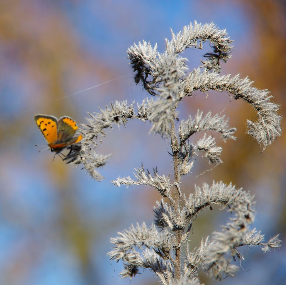 Pflanze scharf -Schmetterling unscharf