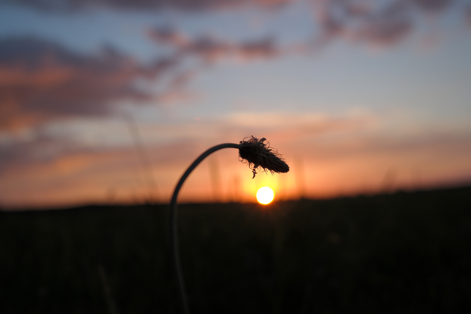 Pflanze Sonnenuntergang