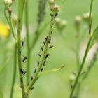 Pflanze sucht Marienkäfer 