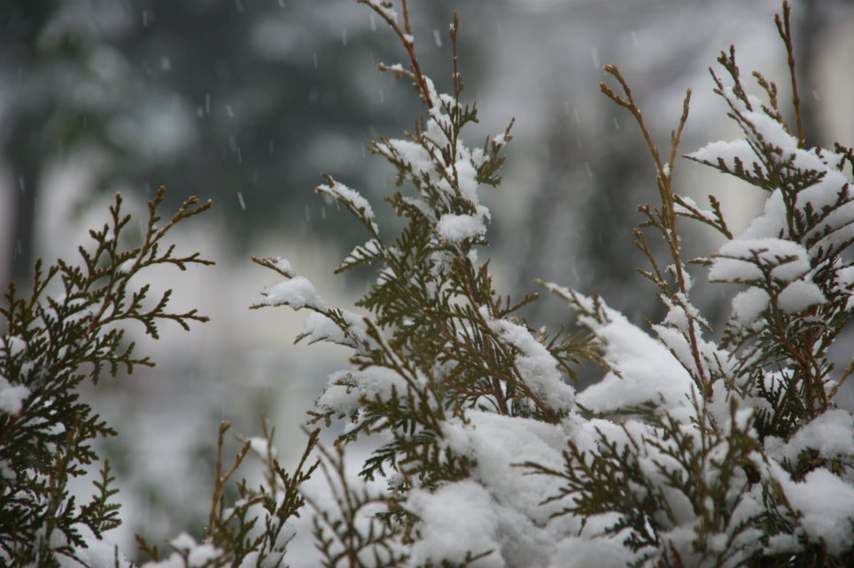 Pflanze trotzt dem Schnee