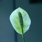 Pflanze unbekannt