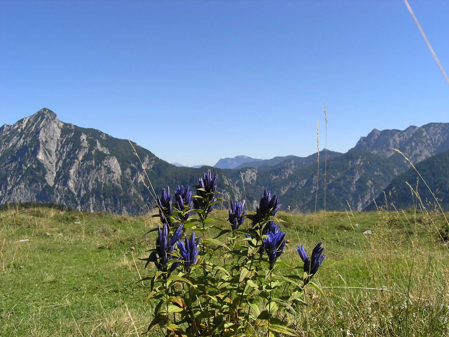 Pflanze vor Bergpanorama