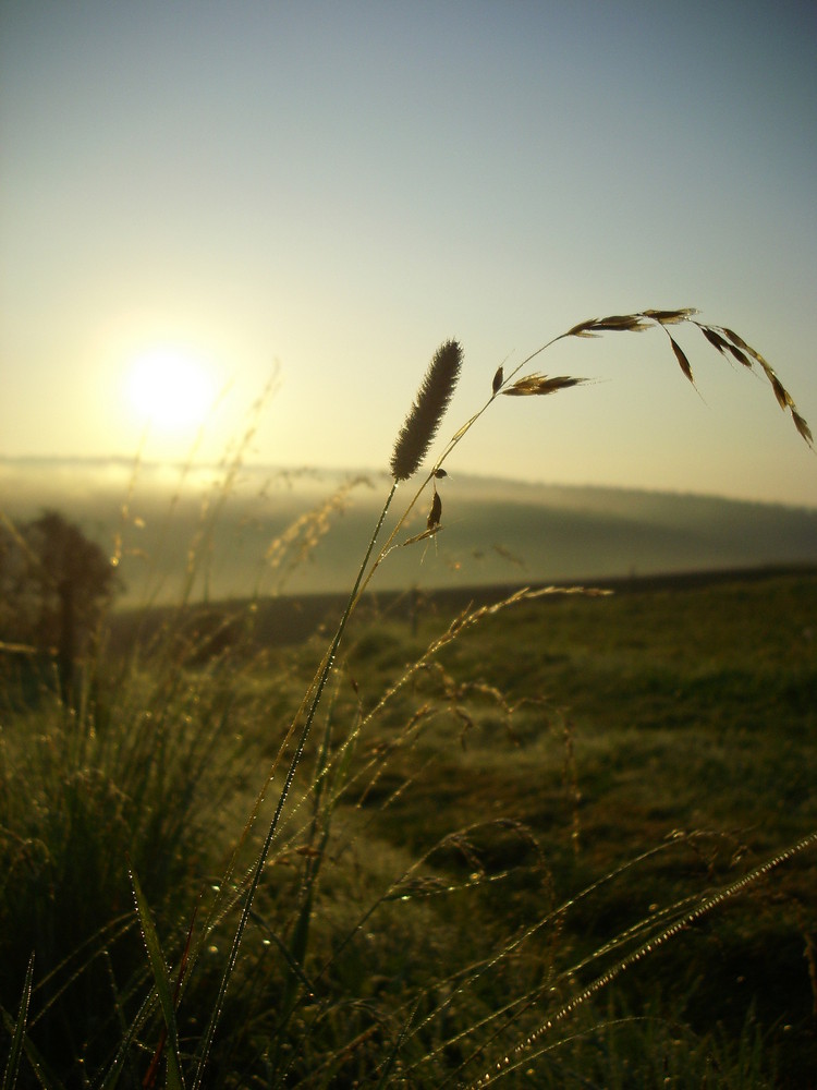 Pflanze vor dem Sonnenaufgang