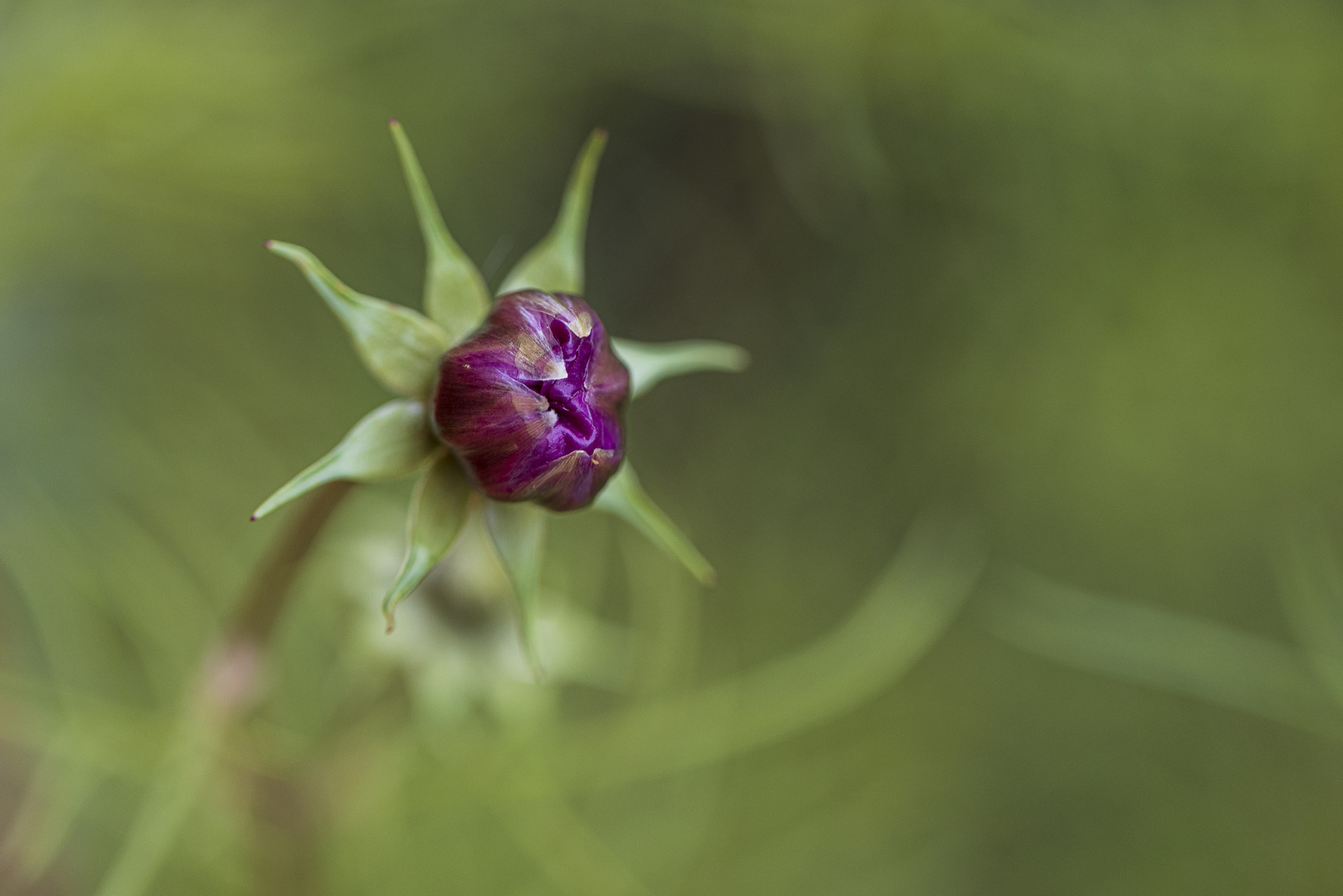 Pflanze vor der Blüte-0699-2