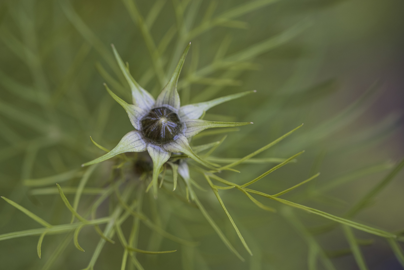 Pflanze vor der Blüte-0702-2