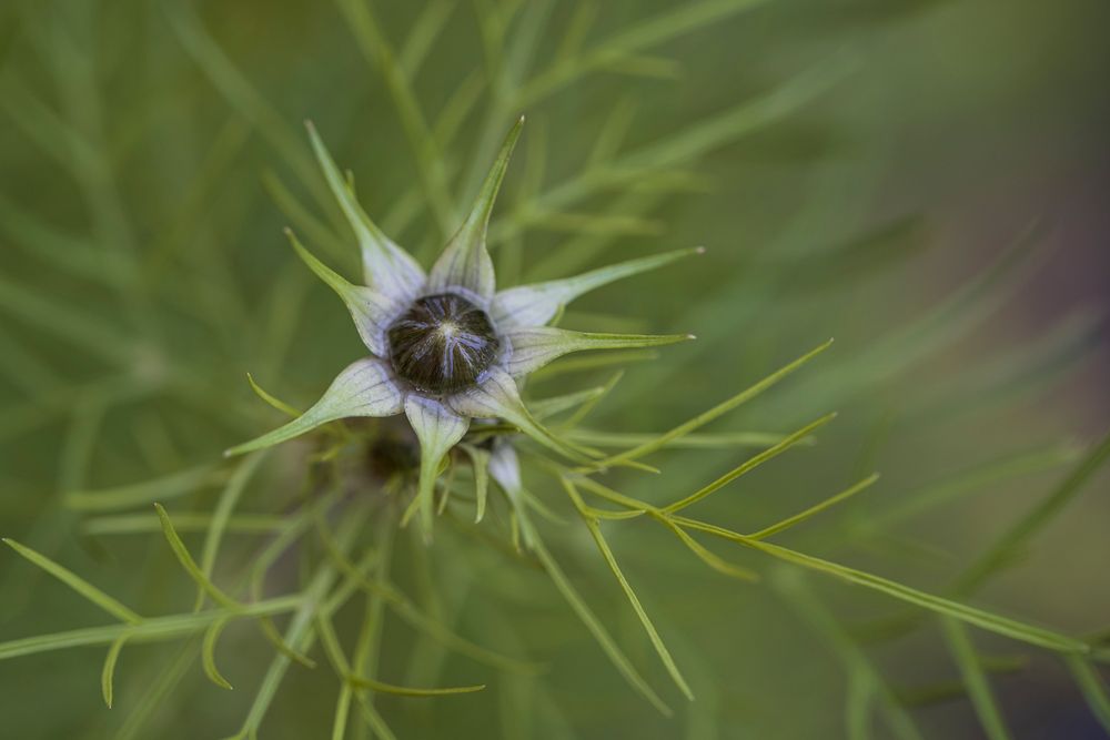 Pflanze vor der Blüte-0702-2