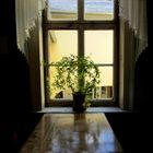 Pflanze vor Fenster