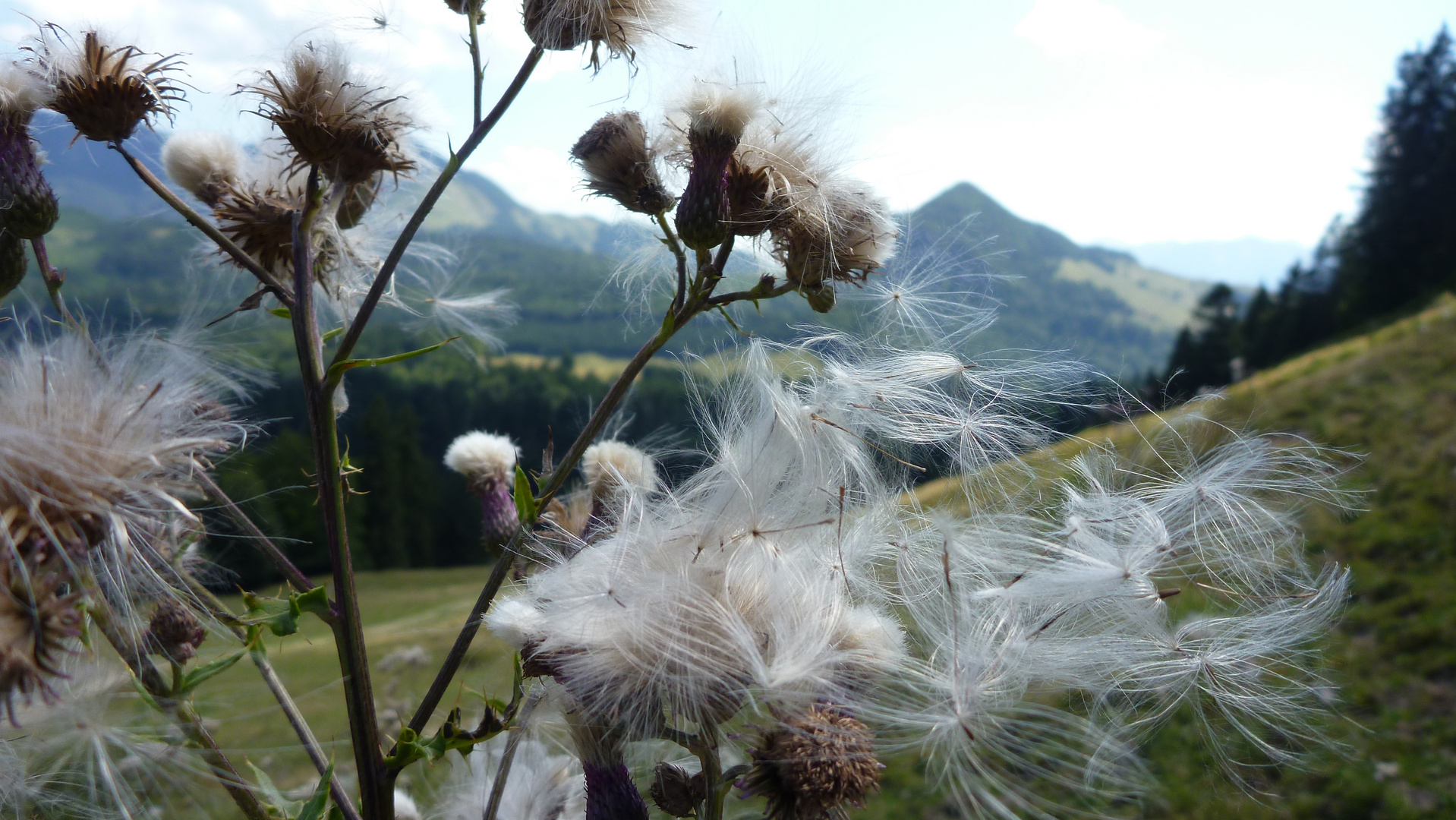 Pflanze vor Panorama