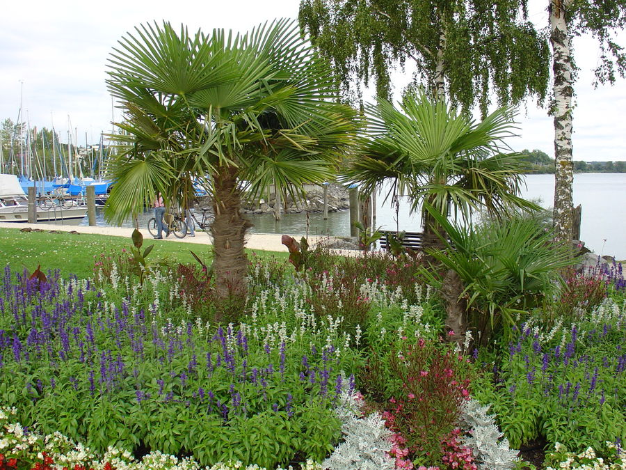 Pflanzen am Bodensee