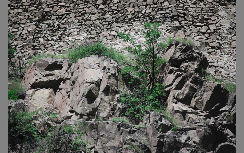 Pflanzen am Felsen