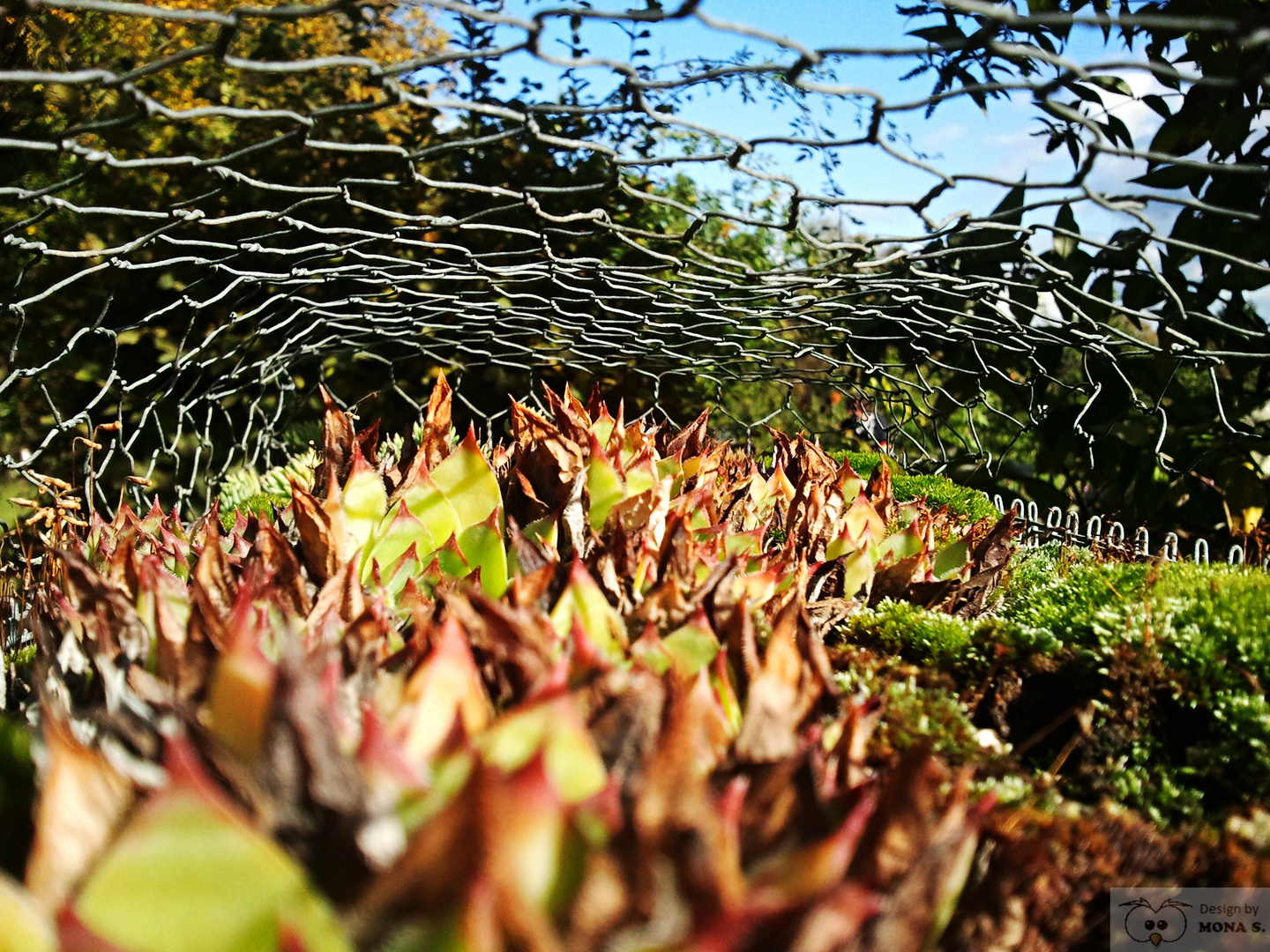 Pflanzen am Lohrberg