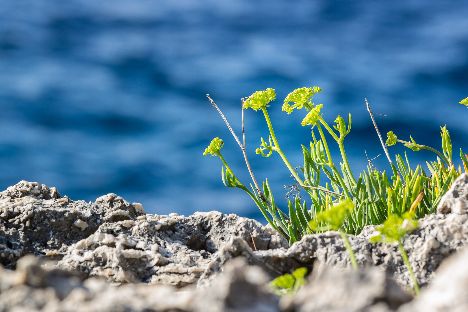 Pflanzen am Meer