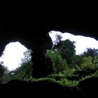 Pflanzen am Rand der Schlucht