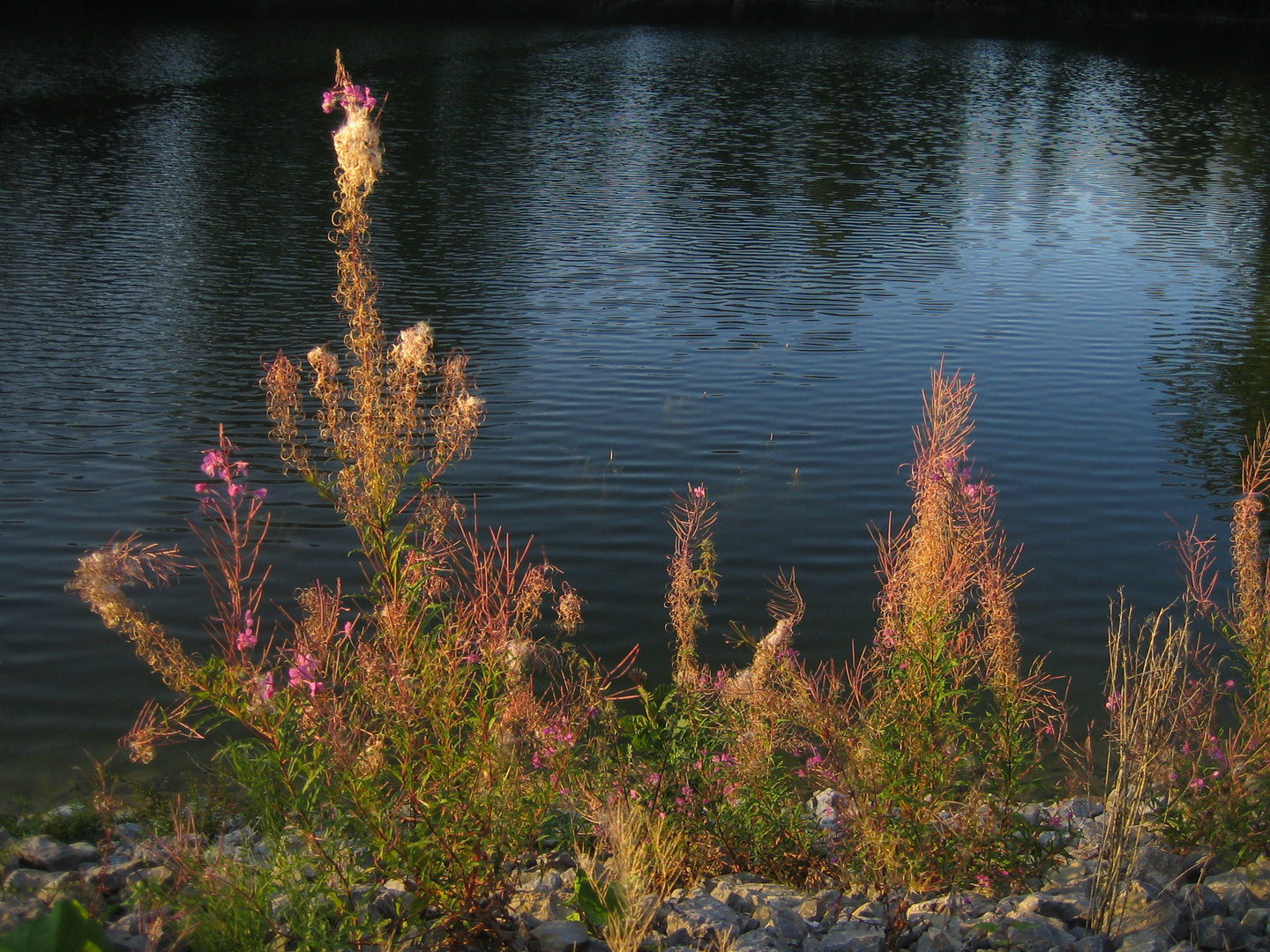 Pflanzen am See