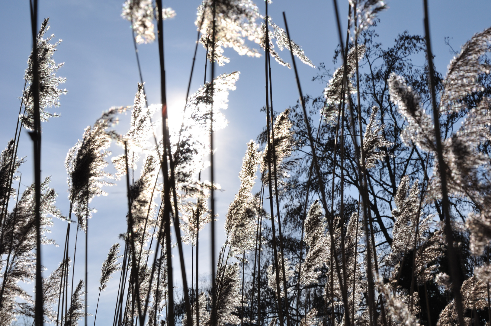 Pflanzen am See im Gegenlicht