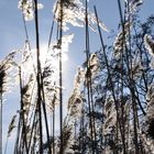 Pflanzen am See im Gegenlicht