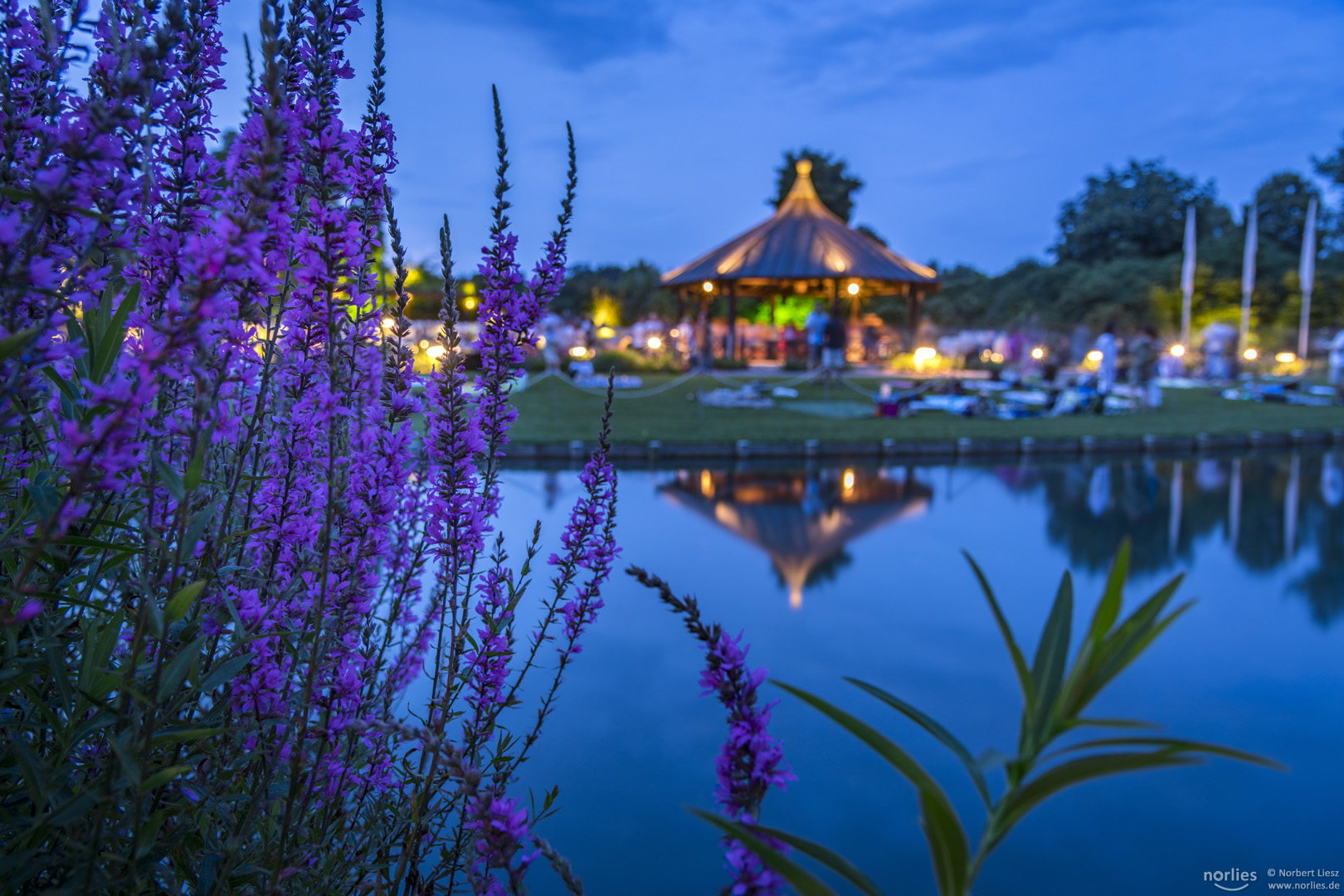 Pflanzen am Teich Foto & Bild deutschland, europe, bayern Bilder auf