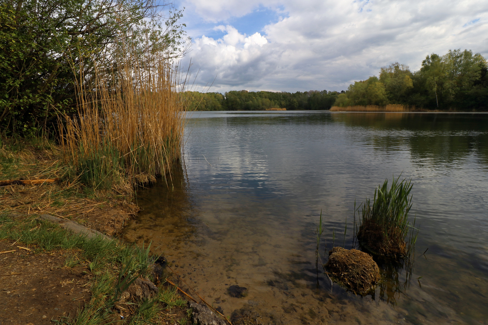 Pflanzen am Ufer