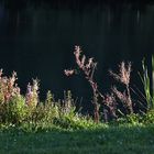 Pflanzen am Ufer bei abendlichem Gegenlicht