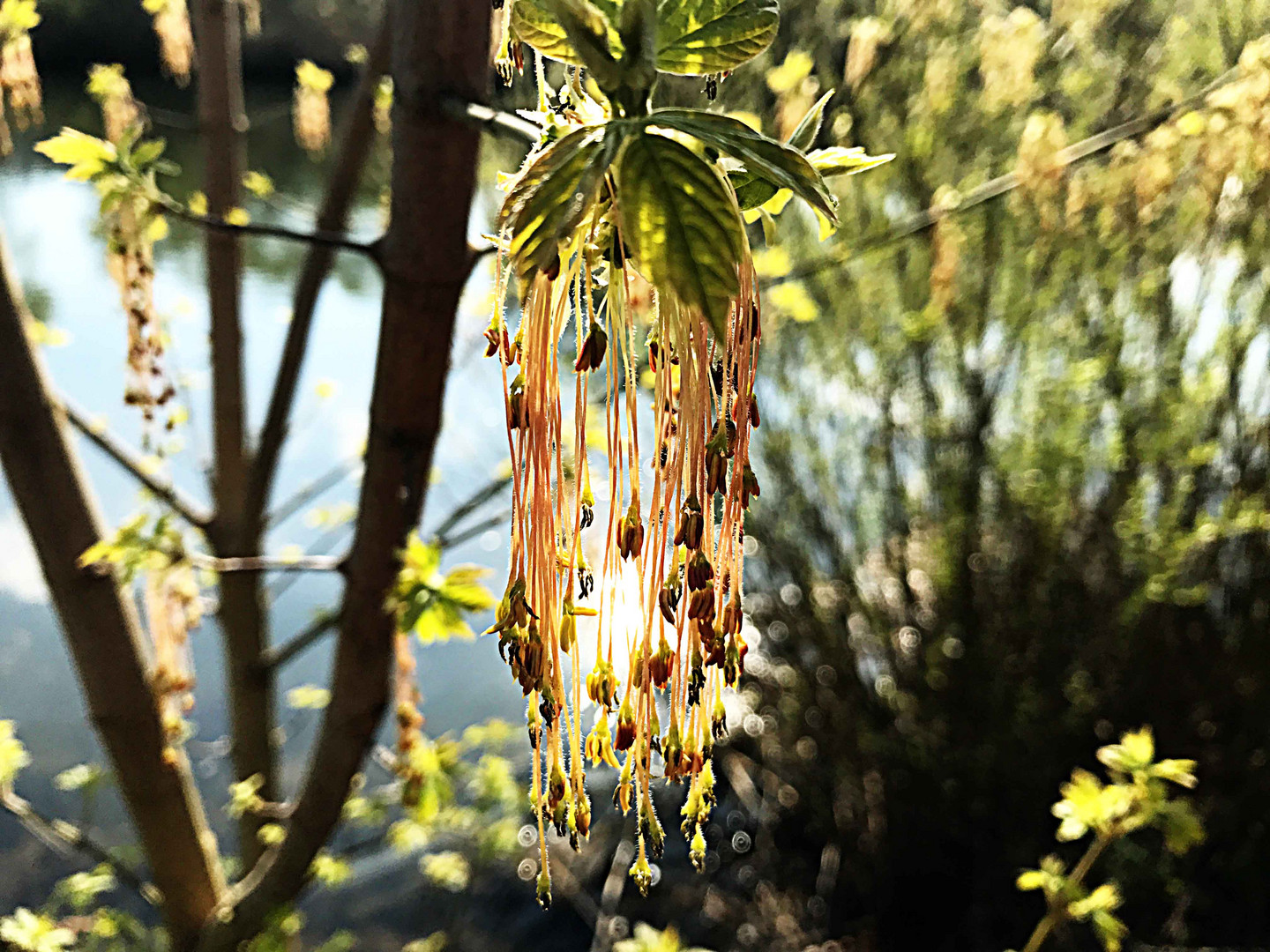 Pflanzen am Wasser